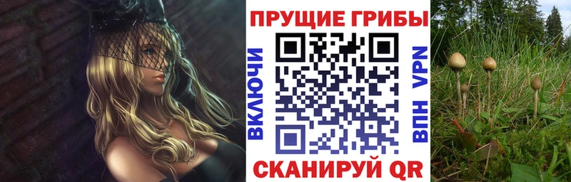 Галлюциногенные грибы Psilocybine cubensis  Кемь 
